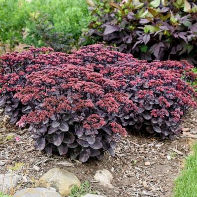 Sedum 'Back in Black'
